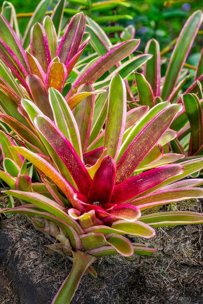 Bromeliad